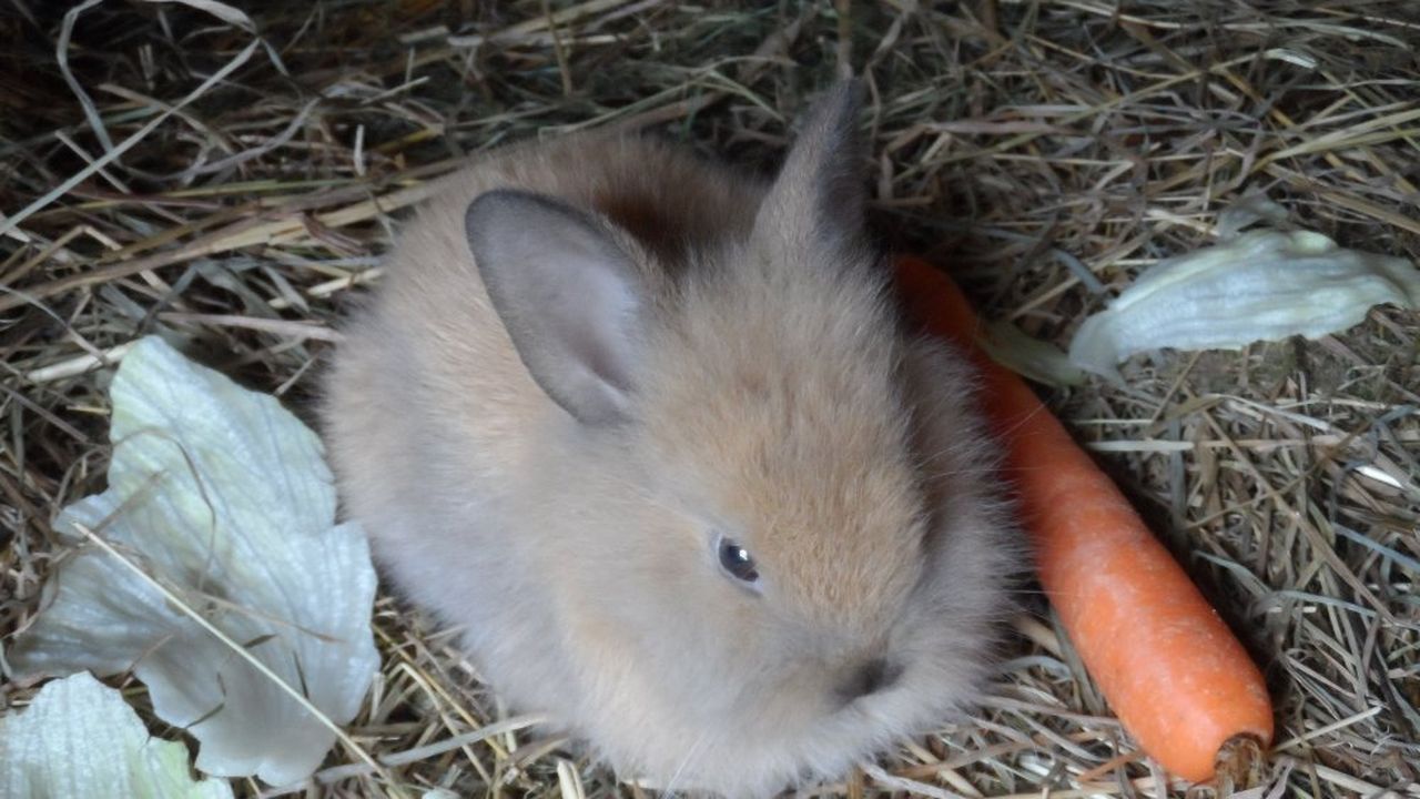 Kaninchen im Stall Kaninchen im Stall